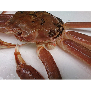 【22030】鳥取網代港【訳あり】活！松葉ガニ（中）700g【さかなや新鮮組】