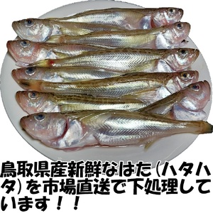 【24009】ハタハタ簡単煮つけ３パックセット 鳥取県岩美町特産