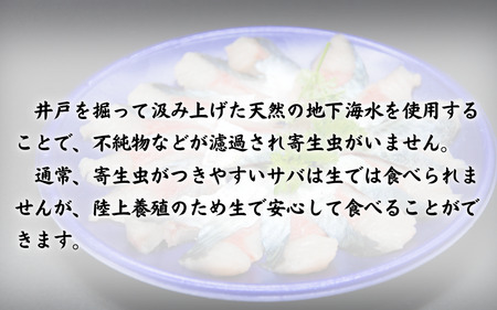 【24022】岩美町産 「サバさし」2人前（べっぴんサバのさばみちゃん刺身）