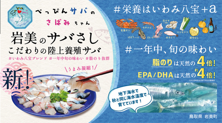 【24023】★ZIP!で紹介★ 岩美町産 「サバさし」3人前（べっぴんサバのさばみちゃん刺身）