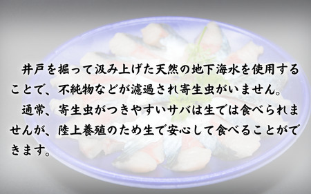 【24023】★ZIP!で紹介★ 岩美町産 「サバさし」3人前（べっぴんサバのさばみちゃん刺身）