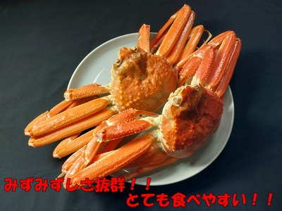 【先行予約】鳥取県岩美町特産 若松葉ガニ姿茹で 2枚セット【22042】