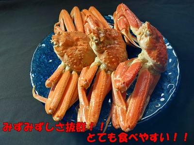 【先行予約】鳥取県岩美町特産 若松葉ガニ姿茹で 3枚セット【22043】