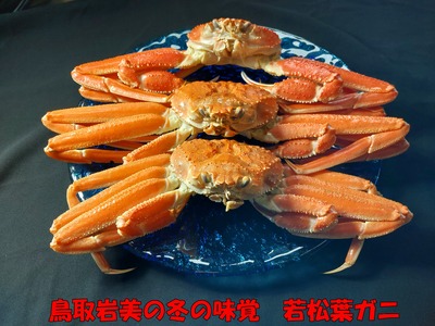 【先行予約】鳥取県岩美町特産 若松葉ガニ姿茹で 3枚セット【22043】