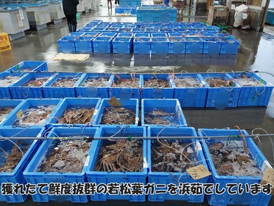 【先行予約】鳥取県岩美町特産 若松葉ガニ姿茹で 3枚セット【22043】