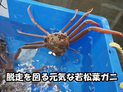 【先行予約】鳥取県岩美町特産 若松葉ガニ姿茹で 3枚セット【22043】