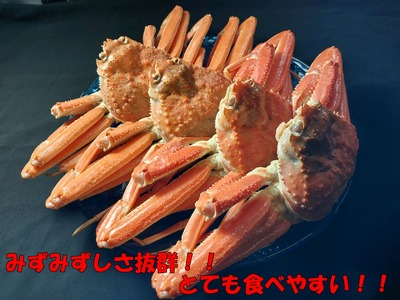 【先行予約】鳥取県岩美町特産 若松葉ガニ姿茹で 4枚セット【22044】