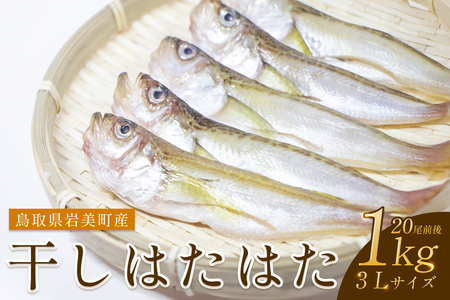 干しはたはた 1kg（3L）20尾前後【24025】鳥取 岩美 山陰 日本海 ハタ 干物