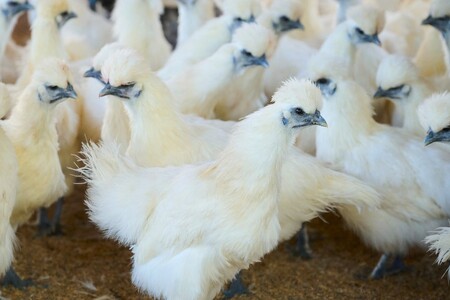 烏骨鶏！薬膳鶏の自然な恵み！卵20個セット【33001】