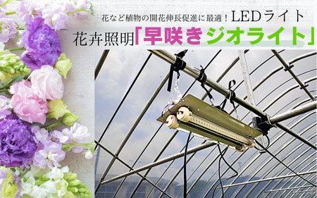 【81003】花卉照明 「早咲きジオライト」１６個