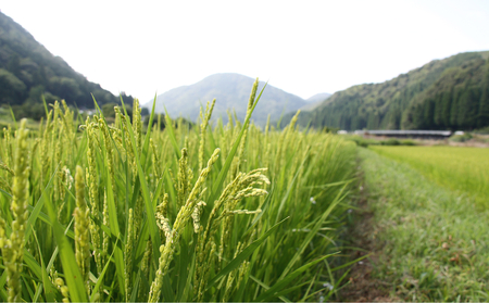 【2026新米先行予約】自然栽培米 鳥取旭（玄米）5kg×2袋 令和8年産｜鳥取 岩美 岩美町産 お米 こめ 玄米 無農薬 無肥料 【31025】