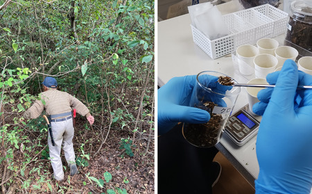 クロモジ番茶 5個セット｜鳥取 岩美 お茶 クロモジ茶 お茶 番茶【54008】