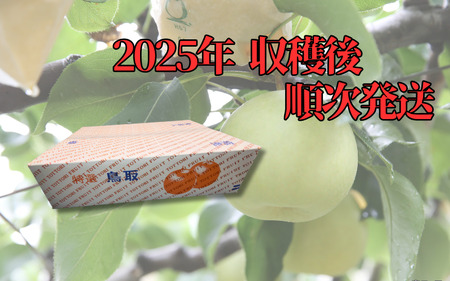 中野農園 梨 ”王秋梨” 5kg箱｜鳥取 岩美 梨 なし ナシ【41017】