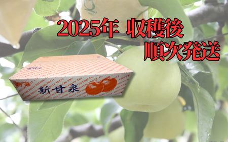 【先行予約】中野農園 梨 ”新甘泉” 3kg箱｜鳥取 岩美 梨 なし ナシ※お届けは2026年8月下旬以降【41020】