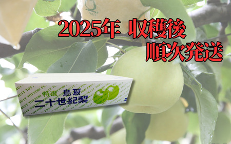 先行予約】中野農園 梨 ”二十世紀梨” 5kg箱|鳥取 岩美 梨 なし 先行予約】中野農園 梨 ”二十世紀梨” 5kg箱|鳥取 岩美 梨 なし
