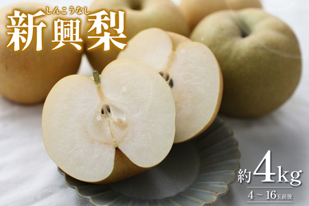 先行予約 新興梨（しんこうなし）4kg｜鳥取 果物 フルーツ なし