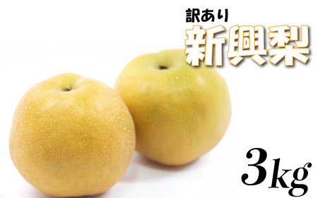 （訳あり）中野農園 梨 ”新興梨” 3kg箱｜鳥取 岩美 梨 なし ナシ 赤梨 果物 フルーツ【41049】