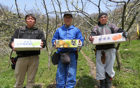 （訳あり）中野農園 梨 ”新興梨” 3kg箱｜鳥取 岩美 梨 なし ナシ 赤梨 果物 フルーツ【41049】