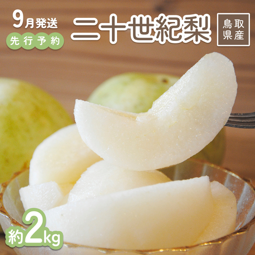 【2026年 先行予約】二十世紀梨 2kg 進物用｜鳥取 山根農園 梨 2026年収穫後【41063】