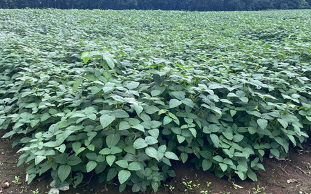 自然栽培大豆 もち大豆 500g×5個|鳥取 岩美町産 大豆 無農薬 乾燥大豆【32006】