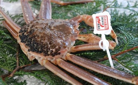 【22010-2】訳あり松葉がに（生）