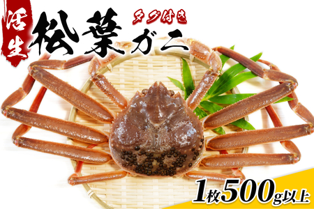 【22014】鳥取県網代産 松葉がに（ブランドタグ付き）500g以上（生）