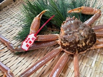 【22014】鳥取県網代産 松葉がに（ブランドタグ付き）500g以上（生）