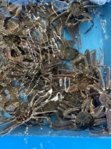 【22014】鳥取県網代産 松葉がに（ブランドタグ付き）500g以上（生）