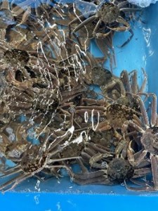 【22015】鳥取県網代産 松葉がに(足折れ1~2本)500g以上(生)