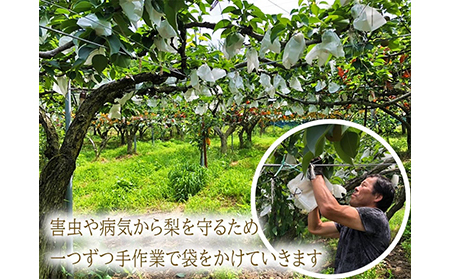【41009】【中野農園】新甘泉 5kgセット（8-15玉）ご進物用