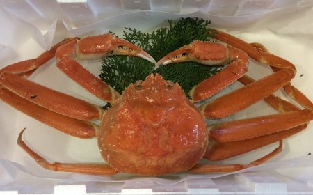 足１本なしボイル松葉ガニ訳あり（大８００ｇ）【魚倉】 [180-2]