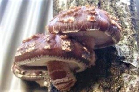 111．我が家で栽培してみよう　ジャンボ椎茸の原木