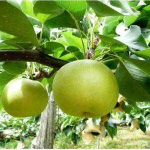 【先行予約】二十世紀梨 秀 約4kg【配送不可地域:離島・北海道・沖縄県】【1532296】