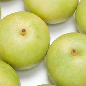 【先行予約】二十世紀梨 秀 約4kg【配送不可地域:離島・北海道・沖縄県】【1532296】