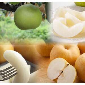 【訳あり】鳥取県産旬の梨セット 4kg【配送不可地域：離島・北海道・沖縄県】【1554510】