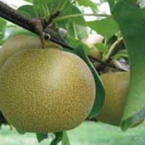 【訳あり】鳥取県産旬の梨セット 4kg【配送不可地域：離島・北海道・沖縄県】【1554510】