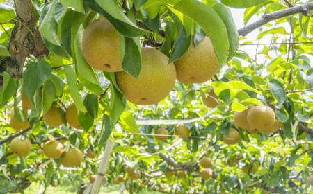 新甘泉【配送不可地域:離島・北海道・沖縄県】【1601417】