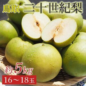 2026年8月下旬から9月上旬発送予定/二十世紀梨【青梨】5kgセット　ふるさと鳥取の自慢の梨です!【1627103】