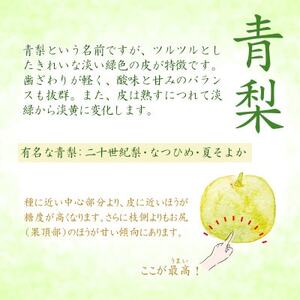 2026年8月下旬から9月上旬発送予定/二十世紀梨【青梨】5kgセット　ふるさと鳥取の自慢の梨です!【1627103】