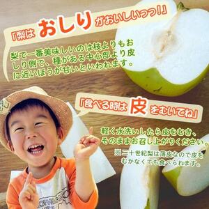 2026年8月下旬から9月上旬発送予定/二十世紀梨【青梨】5kgセット　ふるさと鳥取の自慢の梨です!【1627103】