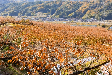 Y271　八頭町が誇る日本随一の甘柿『花御所柿』 2kg【2025年発送分】