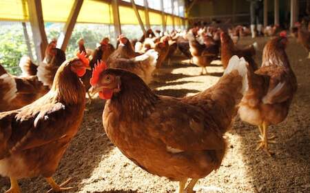 Y989 【6か月定期便】平飼い天美卵30個〈大江ノ郷自然牧場より直送〉