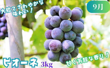 Y001 八頭のフルーツプレミアムコース【8月～12月/5回お届け】