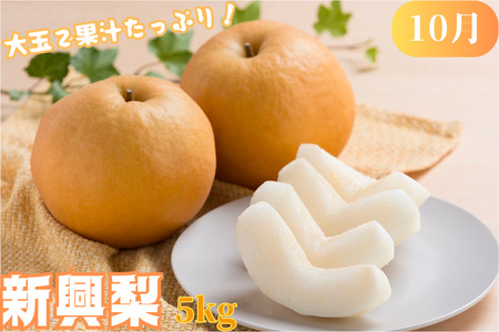 Y003 八頭の梨スペシャルコース【8月～11月/4回お届け】