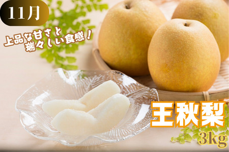 Y003 八頭の梨スペシャルコース【8月～11月/4回お届け】