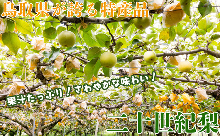 Y018 二十世紀梨(赤秀) 3kg