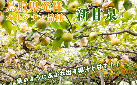 Y023 新甘泉(赤秀) 3kg