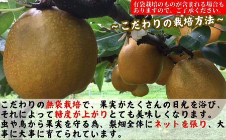Y039【訳あり】王秋梨 4kg