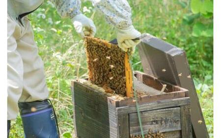 はちみつ 井之上養蜂場 桃源郷アカシア蜂蜜 鳥取県産 600g × 1本