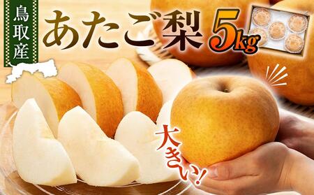 梨 あたご梨 鳥取産 5kg ( 5kg × 1箱 )